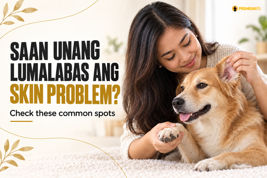 Filipino furparent checking a dog's ears and paws for early skin problems