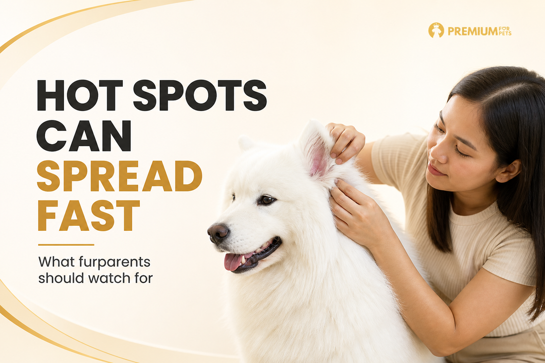 Premium For Pets guide showing a Filipino furparent checking a Samoyed behind the ear for an early hot spot