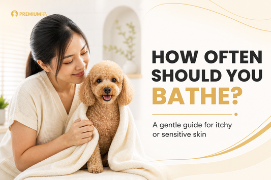 Premium For Pets guide showing a Filipino furparent drying a Toy Poodle after a gentle bath