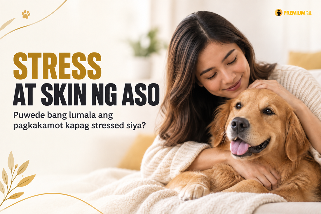 Stress at skin ng aso — Filipino furparent comforting a calm dog